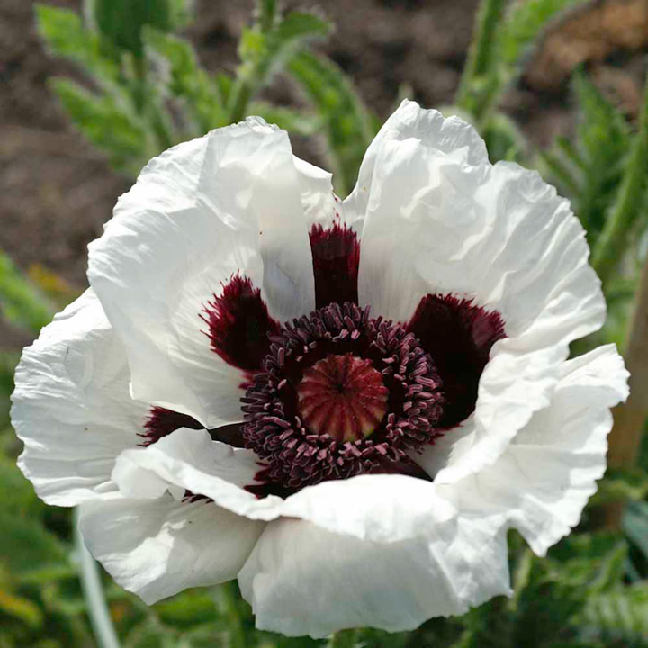 Papaver orientale 'Casino'